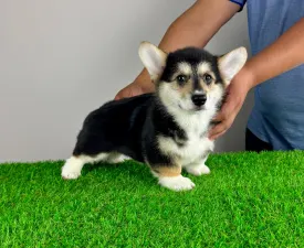Rommy - Pembroke Welsh Corgi eladó kiskutya