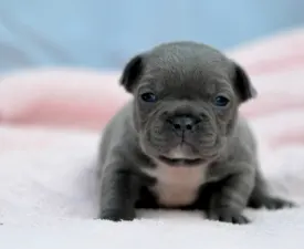 Milady - Bulldog francez Cățeluș de vânzare