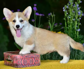 Gingers Heritage Prince Aviator - Welsh Corgi Pembroke Puppy for sale