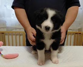 Bixbit - Border kolie Štěně na prodej