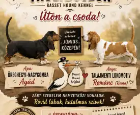 Amadeus  - Basset Hound Puppy for sale