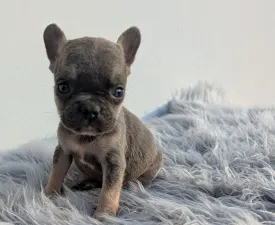 Jason - French Bulldog Puppy for sale