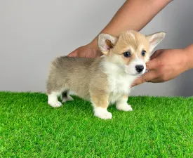 Rina - Welsh Corgi Pembroke Puppy for sale