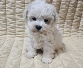 Nathan - Bichon Frise Puppy for sale