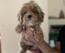 Maltipoo Toy Karla - Мальтипу Щенок на продажу