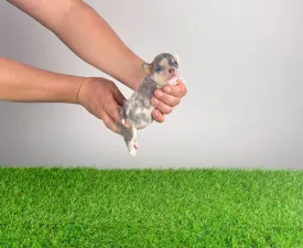 Amieli - Chihuahua Cățeluș de vânzare