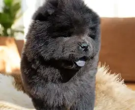 La Casa De Chow Igor  - Chow Chow Angebotener Welpe