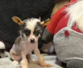 Sable Hairless Girl - Cane nudo Cinese Cucciolo in vendita