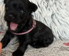 Full Of Heart Infiniti Violett - Yorkshire Terrier Chiot à vendre