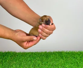 Engie - Spitz tedesco piccolo Cucciolo in vendita