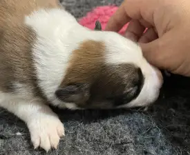 Tenerife - Border Collie Puppy for sale