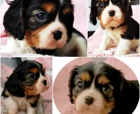 Angelina - Cavalier King Charles Spaniel Angebotener Welpe