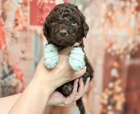 Grain Of Sand Nikola Teslas Solar - Romagna Water Dog Puppy for sale