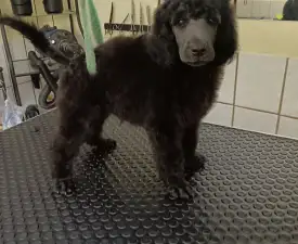 Miracoli Di Bramasole Alonso  - Pudel standard Cățeluș de vânzare