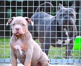Ghostface Fighters Casey - American Bully - Standard Puppy for sale