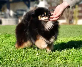 Diego - Pomeranian eladó kiskutya