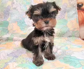 Happy Life (extra Small) - Yorkshire Terrier Cucciolo in vendita