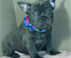 Nicky - Francia bulldog eladó kiskutya