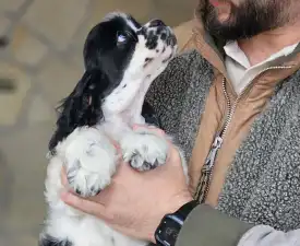 Ibiza Of Your Sweetest Dream - Amerikai cocker spániel eladó kiskutya