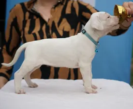 Athene Regalo Del Diablo - Argentin dog eladó kiskutya