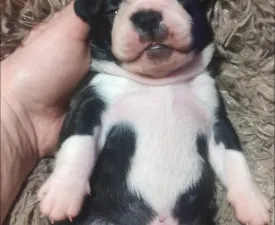 Rudolf ( Rudolph ) - Boston Terrier Angebotener Welpe