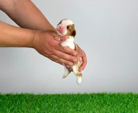 Karosso - Cavalier King Charles Spaniel Cucciolo in vendita