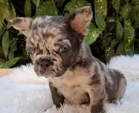 Max - French Bulldog Puppy for sale