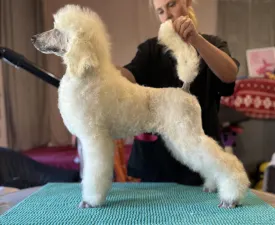 White Boy - Barbone grande mole Cucciolo in vendita