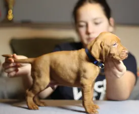 Alfa Romeo - Hungarian Short-haired Vizsla Puppy for sale