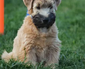 Elemér - Soft coated wheaten terrier eladó kiskutya