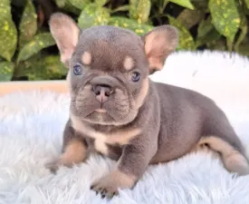 Donnie - French Bulldog Puppy for sale