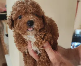 Miniature F - Poodle Miniature Puppy for sale