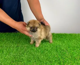 Vogue - Poméranien Chiot à vendre