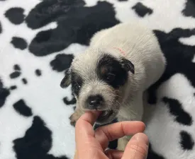 Amores Perros - Ausztrál pásztorkutya eladó kiskutya
