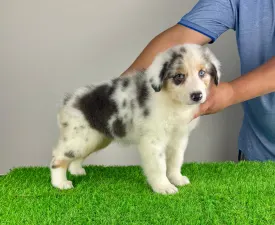 Sillie - Australian Shepherd Puppy for sale