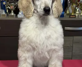 Giant Miracles Extazy Velvet Queen Amber - Poodle Standard Puppy for sale