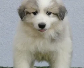 Candybelldream Ella - Pyrenean Mountain Dog Puppy for sale