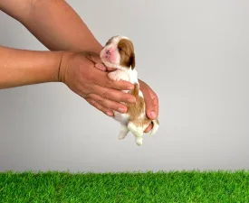 Joy - Cavalier King Charles Spaniel Cucciolo in vendita