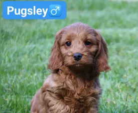 Pugsley - Cockapoo eladó kiskutya