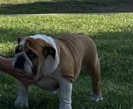 Maila - Englische Bulldogge Angebotener Welpe