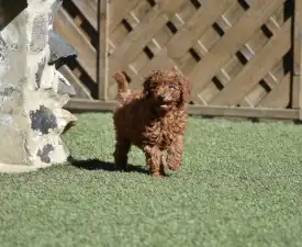 Bravados Dino - Törpe uszkár eladó kiskutya