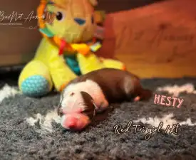 Budnat Aussies Hey Hestia  - Australian Shepherd Angebotener Welpe