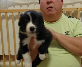 Hope Diamond   - Border Koli Štenci na prodaju