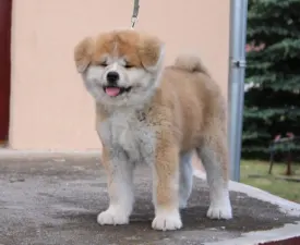 Tsuki Murasaki Akamaru - Akita Inu Puppy for sale