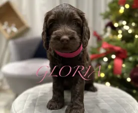 Dertons Gloria - Labradoodle Puppy for sale