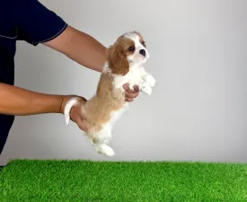 Aristor - Cavalier King Charles spániel eladó kiskutya