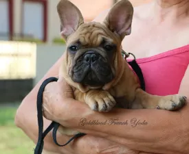 Yoda - French Bulldog Puppy for sale