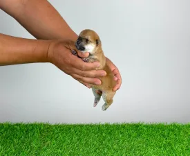 Sachi - Shiba eladó kiskutya