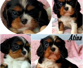 Atina - Cavalier king Charles spaniel Szczenię na sprzedaż