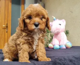 Brownie - Cavapoo Puppy for sale